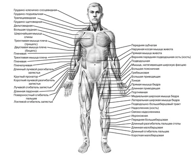 Мышцы человека - 3D-сцены - Цифровое образование и обучение Мozaik