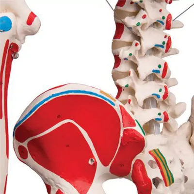 Модель скелета человека с раскрашенными местами прикрепления мышц (со  стойкой) ООО Медтехника Спб