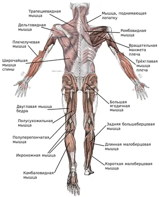 Мышцы — Википедия