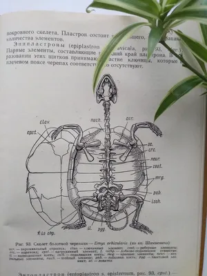 А это череп черепахи / черепаха :: картинка с текстом / смешные картинки и  другие приколы: комиксы, гиф анимация, видео, лучший интеллектуальный юмор.