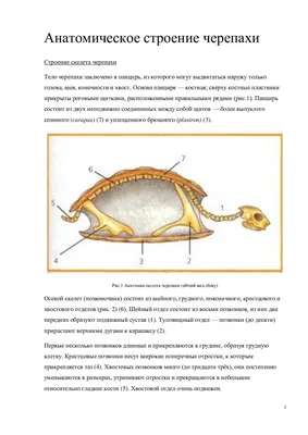 Черепаха Скелет образец морское животное кость модель таксидермия научный  класс образец для научного образования | AliExpress