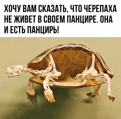 Turtle Скелета — стоковые фотографии и другие картинки Черепаха - Черепаха,  Скелет животного, Белый фон - iStock