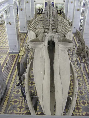 Скелет кита фото