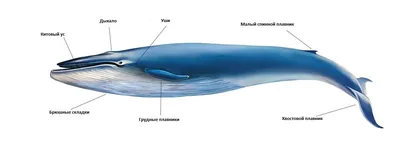Скелет синего кита 3D Модель $99 - .3dm .3ds .c4d .lwo .max .obj .xsi .ma -  Free3D
