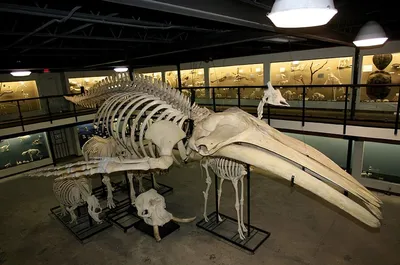 Зоологический музей. Скелет кита – скелет бизнеса | Игорь Логинов | Дзен