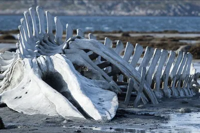 Скелет кита млекопитающийся Стоковое Фото - изображение насчитывающей рыбы,  млекопитающее: 170537604
