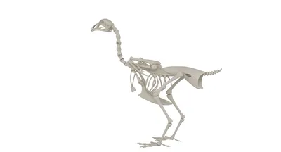 Куриный скелет петелинки» — создано в Шедевруме