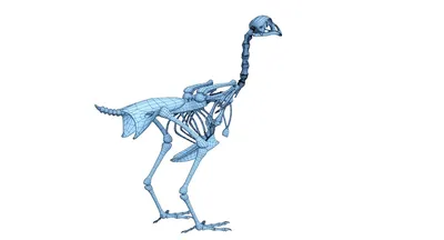 4D курица полный Skeletion забавные анатомическая модель медицинская  животных \"скелетная\" тема, анатомическая петух модель детские научные  развивающие игрушки | AliExpress