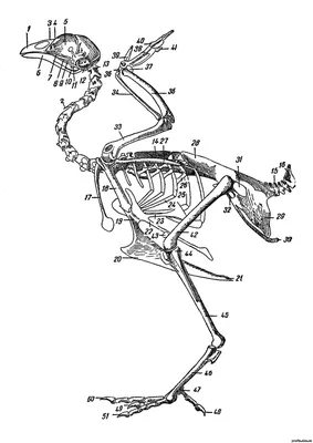 Модель 4D анатомии курицы, модель образца скелета курицы, обучающая модель  животного, головоломка «сделай сам» | AliExpress