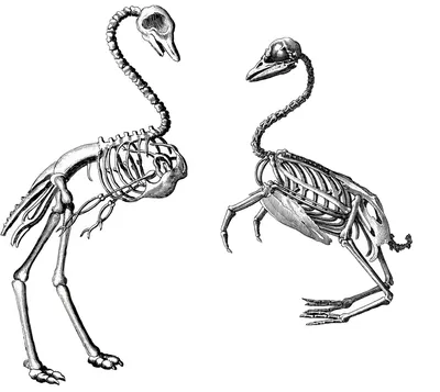 Это должен знать каждый птицевод. Физиология и анатомия птиц. | Птицы,  Анатомия, Потовые железы