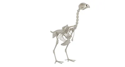 Анатомия Курицы Костной Системой Стоковая иллюстрация ©imagepointfr  #598775156
