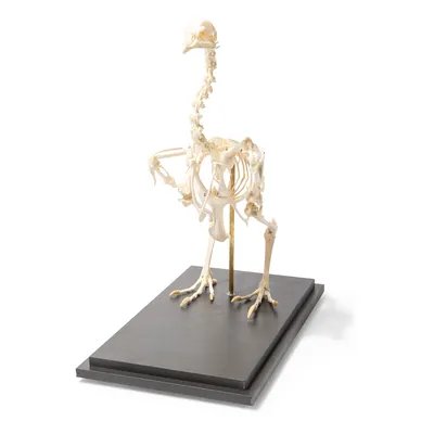 Скелет курицы (Gallus gallus domesticus), препарат - 1020966 - T300021 -  Скелеты птиц - 3B Scientific