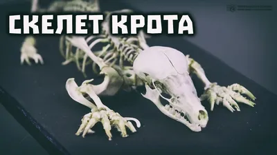 Хороший Скелет на Хэллоуин, кошка, реалистичное привлекательное украшение  на Хэллоуин, скелет кота, жуткие кости животных | AliExpress