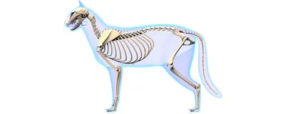 Скелет домашней свиньи (Sus scrofa domesticus), мужская особь, препарат -  1020998 - T300131m - Скелеты сельскохозяйственных животных - 3B Scientific