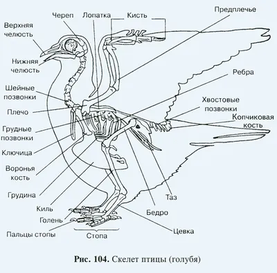 Скелет Сизого Голубя Биология 7 Класс Рисунок (51 Фото)