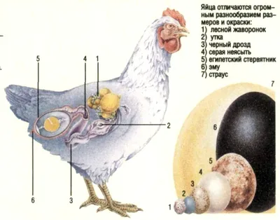 Куриная птица Анатомия Физиология птицы, курица, животные, текст, биология  png | Klipartz