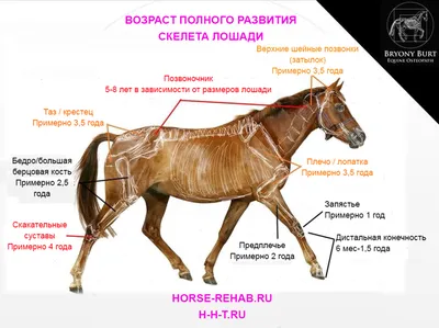 Скелет лошади - анатомия Equus лошади - взгляд со стороны изолированный на  Whi Иллюстрация штока - иллюстрации насчитывающей череп, копыто: 55577526