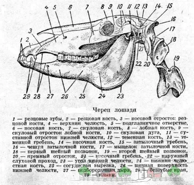 Скелет лошади - анатомия Equus лошади - на голубой предпосылке Иллюстрация  штока - иллюстрации насчитывающей нервюры, лошадиный: 55577652