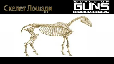 Скелет лошади (Equus ferus caballus), жеребец, препарат - 1021003 -  T300141m - Скелеты сельскохозяйственных животных - 3B Scientific