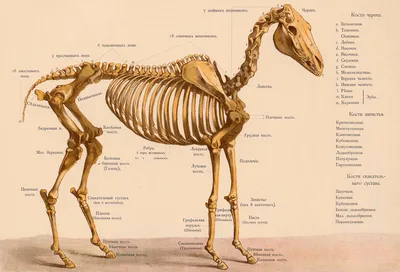 Скелет конечности лошади на подставке (передняя и задняя) Х06К | Модели  остеологические | Учебно-лабораторное оборудование от «МЕДИУС»