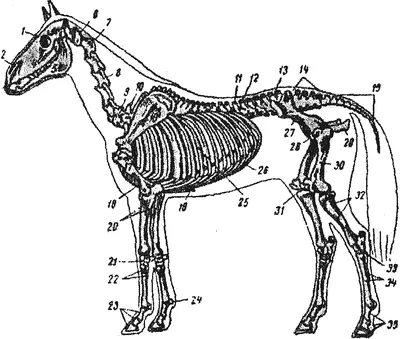 Краткий курс анатомии лошади. Часть 3: Опорно-двигательный аппарат — скелет,  мышцы, связки и сухожилия | EquiLife.ru - Первый Конный журнал online