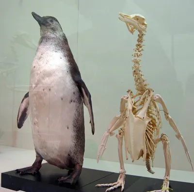 Скелет пингвина фото