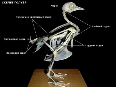 В Новой Зеландии нашли скелет пингвина-монстра ростом с человека