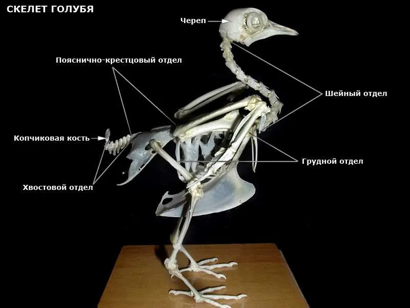 Изучение особенности строения скелета птиц. Строение скелета птицы. Строение кости скелета птицы. Строение скелета сизого голубя. Птица киви строение скелета.