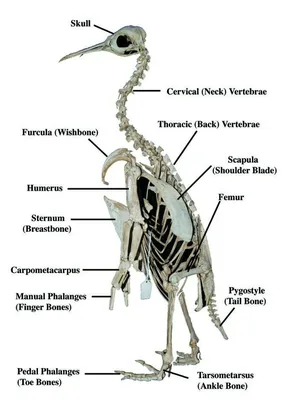 Пингвин Skeleton — стоковые фотографии и другие картинки Пингвин - Пингвин,  Скелет животного, Императорский пингвин - iStock