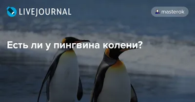 Есть ли у пингвина колени?