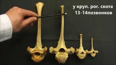 Череп свиньи кабана . Декор. 1.7: 350 грн. - Сельхоз животные Круглолуговка  на Olx