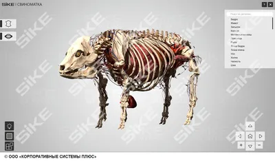 Череп домашней свиньи (Sus scrofa domesticus), женская особь, препарат -  1021000 - T300161f - Скелеты сельскохозяйственных животных - 3B Scientific