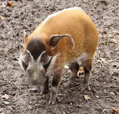 Скелет домашней свиньи (Sus scrofa domesticus), женская особь, препарат -  1020996 - T300131f - Скелеты сельскохозяйственных животных - 3B Scientific