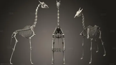 Скелет жирафа фото