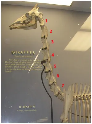 Скелет жирафа | Наша Чудесная Планета: Наука и факты | Фотострана | Пост  №958431766