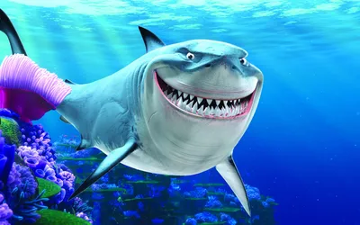 Сколько зубов у акулы фото