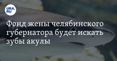 Мегалодон был не единственной гигантской акулой в доисторических морях  (Smithsonian, США) | 07.10.2022, ИноСМИ