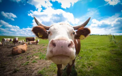 АЛЕКСАНДР ТОЛМАЧЁВ on Instagram: \"А вы знали, что у коровы нет верхних  передних зубов?😉 Ставим лайк❤️, чтобы распространять знания! ⚡️⚡️сегодня  -70% на подписку на мои видеолекции о природе здесь video.detlektor.com или  по