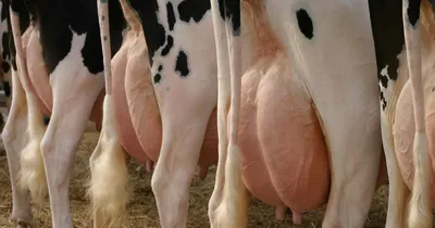 Почему корова жует жвачку?