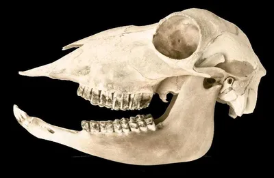 Сколько зубов у коровы: строение челюсти, рост и смена зубов — VkMP