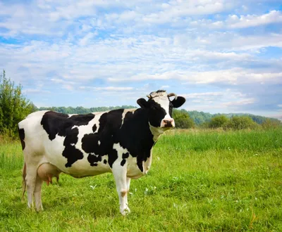Факты про коров, коллеги - ЯПлакалъ