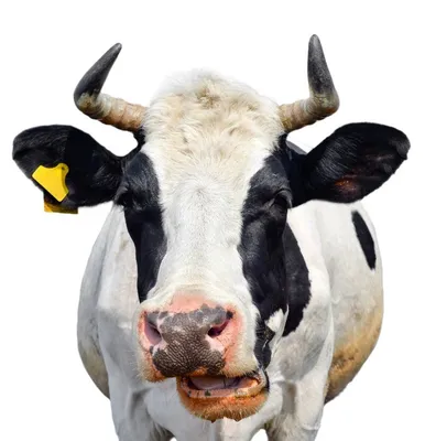 Goloka Обитель счастливых быков и коров For happy bulls and cows