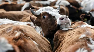 WEBVET - - Козы, овцы, коровы. Содержание, разведение, производство  мясо-молочной продукции в подсобном хозяйстве