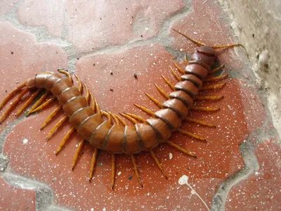 Анна в Доминикане: Сколопендра или Centipede