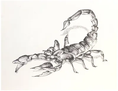 Рисунок скорпиона карандашом для срисовки - 75 фото