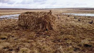 Скрадок на гуся - залог успешной охоты | ohota.guru | Дзен