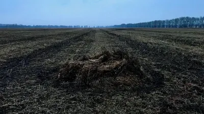 Лучшие скрадки и маскировочные сетки на гуся