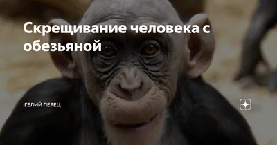 Младенец человека и обезьяны возможен?🐒 #обезьяна #спаривание #скрещивание  #человек #факты - YouTube