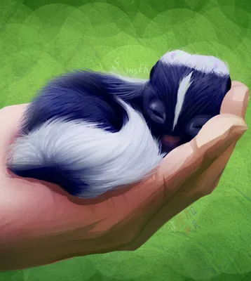 Art of animal/skunk | Скунсы, Живопись, Графический дизайн