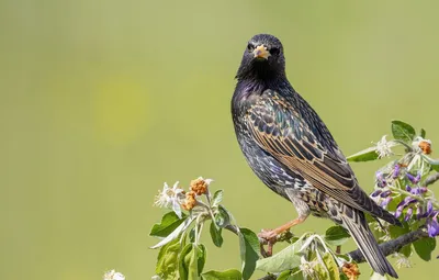 Обои птица, Sturnus vulgaris, Обыкновенный скворец картинки на рабочий  стол, раздел животные - скачать